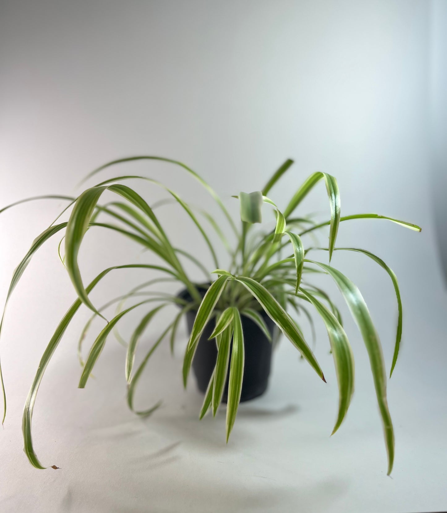 Plante araignée varié inverse