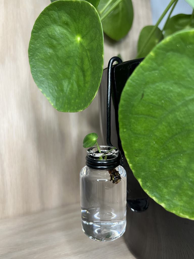 Propagation / Accessoires pour plantes