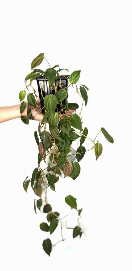 Philodendron Mican