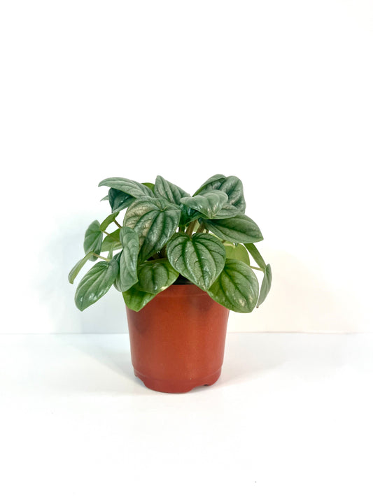 Peperomia frost