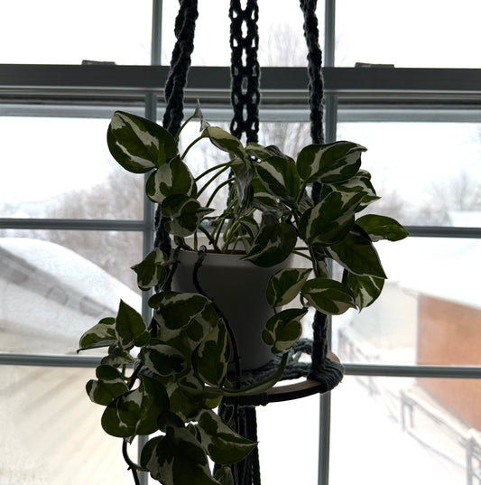 Balançoires pour plantes