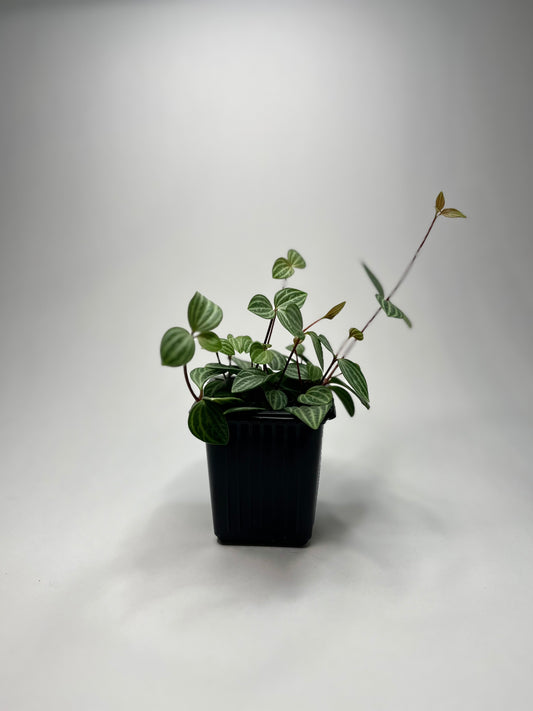 Peperomia Tetragona