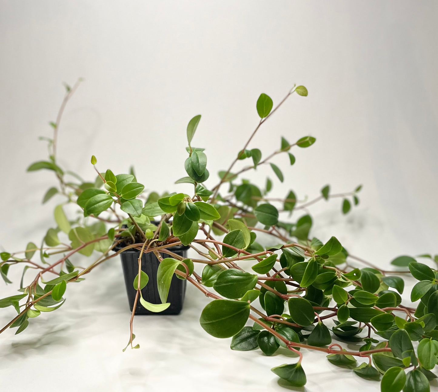 Peperomia Cubensis