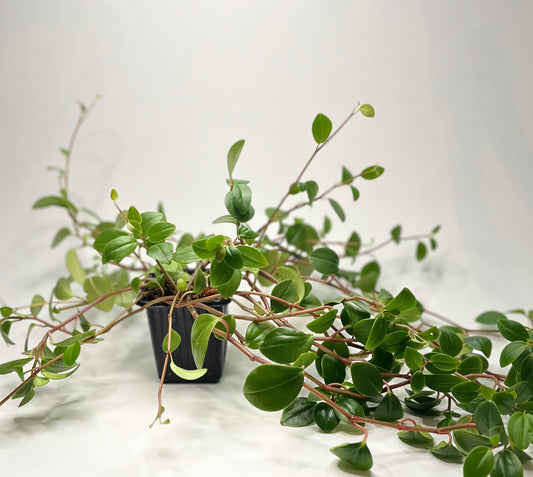 Peperomia Cubensis
