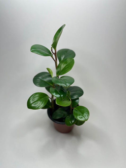 Peperomia Obtusifolia red edge