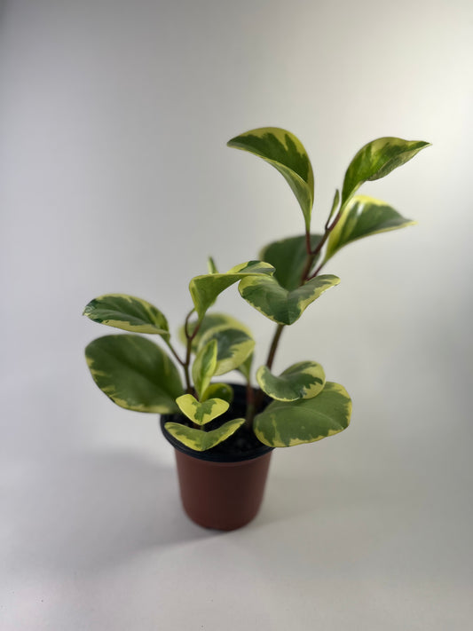 Peperomia obtusifolia