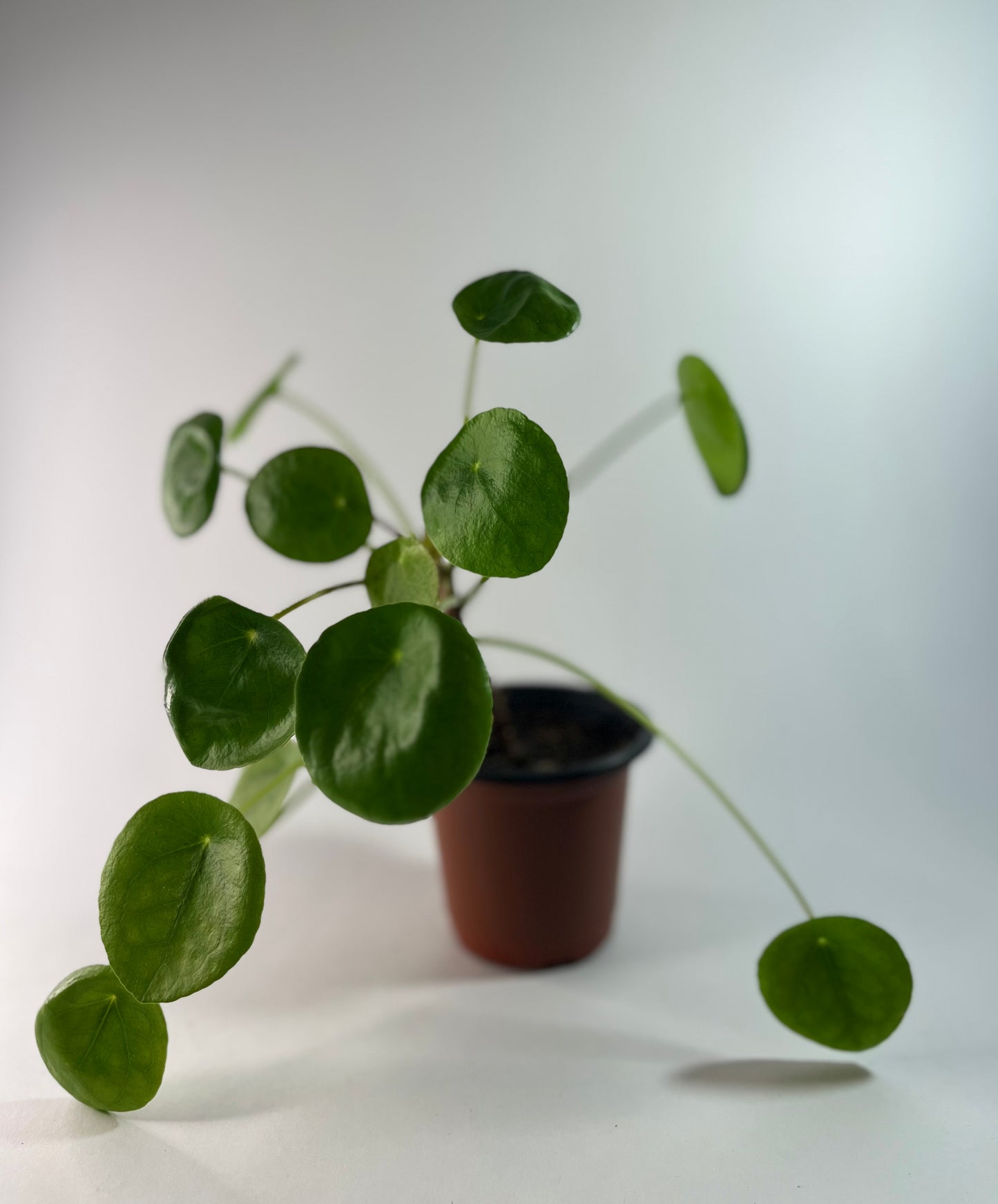 Peperomia Pilea