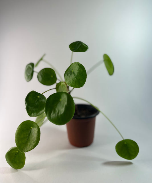 Peperomia Pilea