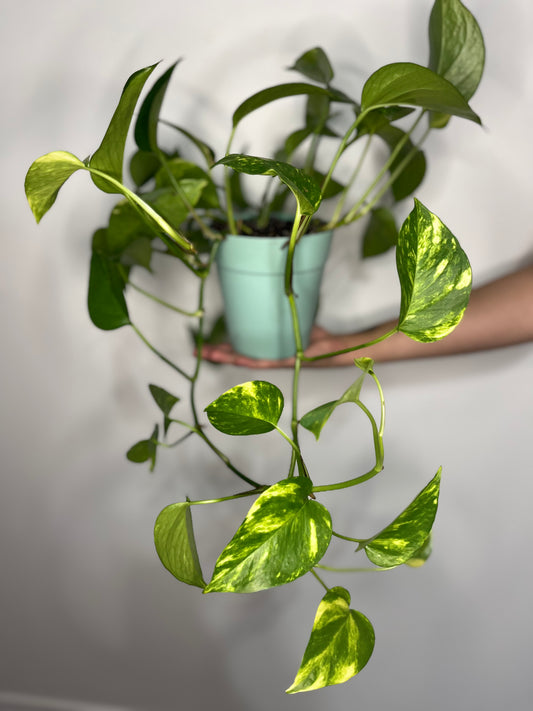 Pothos Golden