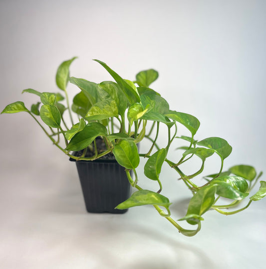 Pothos global green