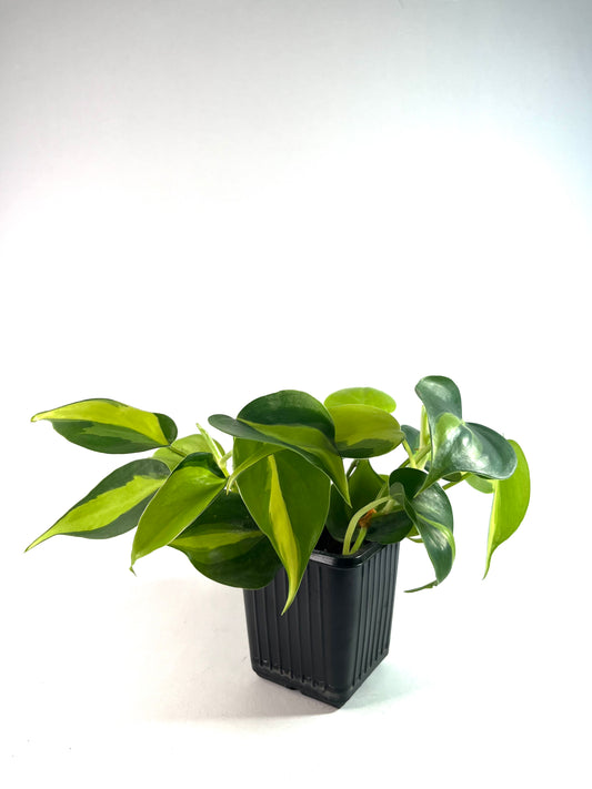 Philodendron brasil